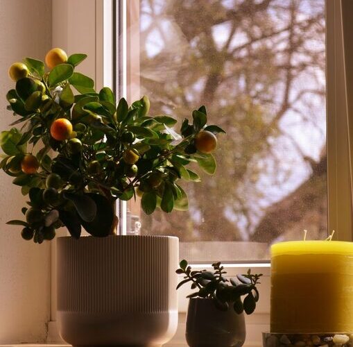 How to Refresh Your Home with Plants: Easy Tips for a Lively Space